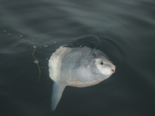 Sunfish alongside for a look at us