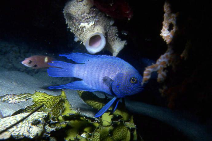 A blue devil fish