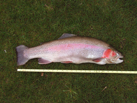 trout-rainbow-2-7lbs.jpg