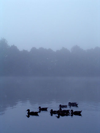 Misty dawn on Birch Grove