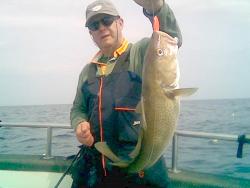 A whitby cod taken on a storm shad