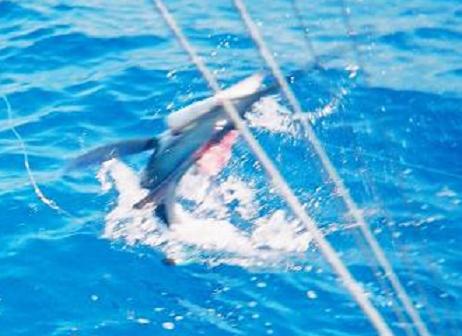jumping white Marlin beside the boat
