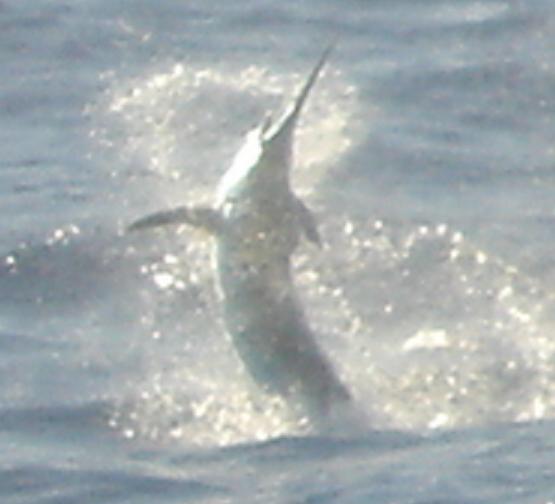 white Marlin Jumper