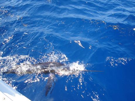 released white Marlin