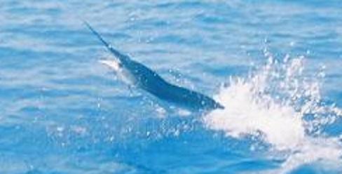 hooked jumping white Marlin