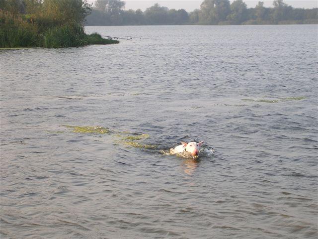 Stan , swimming on Fen Drayton