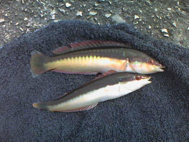 rainbow wrasse usually caught in pairs