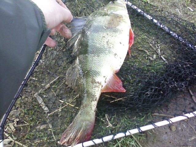 lob worm on the float stikes again for another good perch