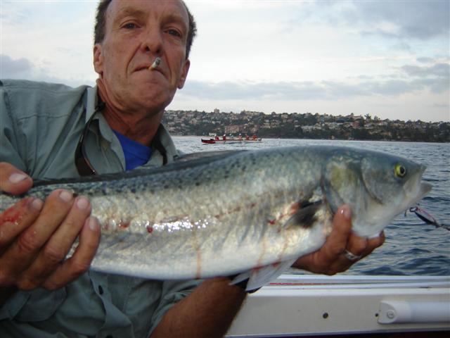 Aussie Salmon(Dobroyd Pt.Syd.Harb.)