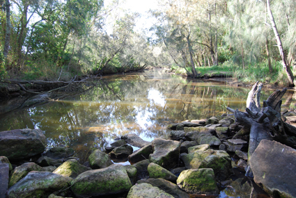 More information about "Sth Creek Narrabeen Lake"