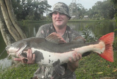 Amazon Red Tail Catfish