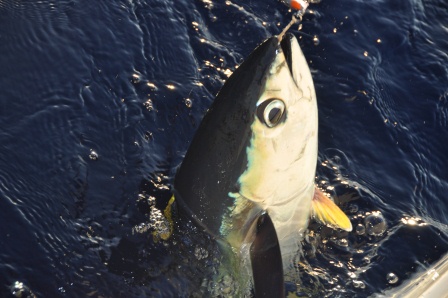 Big game fishing in Mauritius