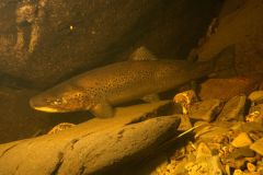 River Towy sea trout