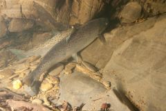 River Cothi sea trout 2