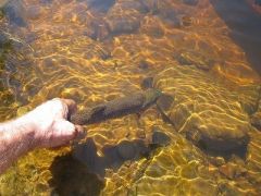 14607606-a-man-s-hand-releasing-a-brown-trout-back-into-a-ri