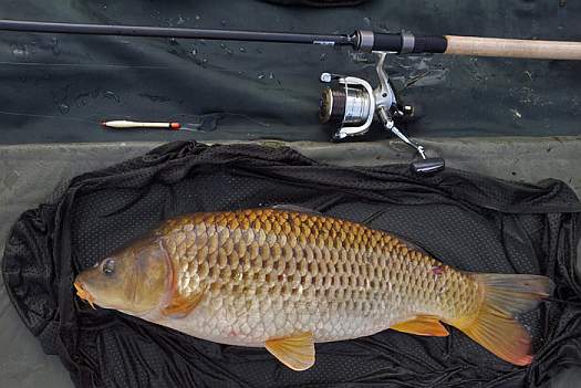 7ft carp rods