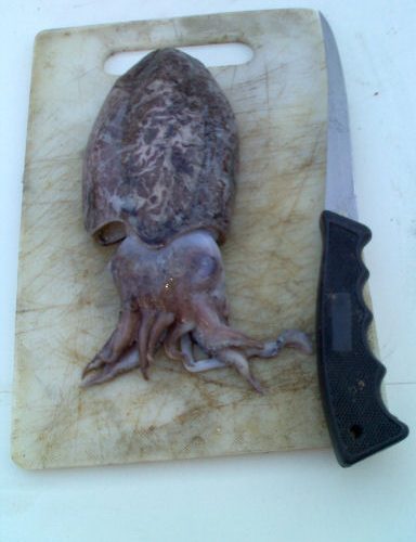 Cuttlefish by Dave Freer Cuttlefish by Dave Freer