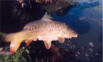 carp angler average