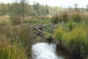  A beaver dam has unknown impacts on the movements of fish in the UK Photo credit: Robert Needham.