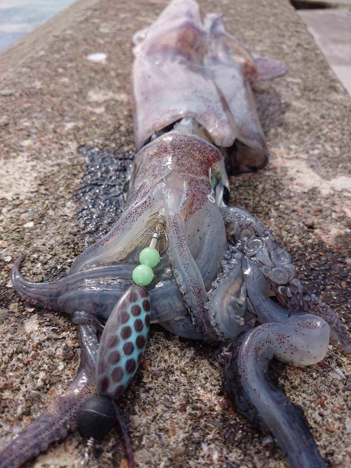 Squid Fishing