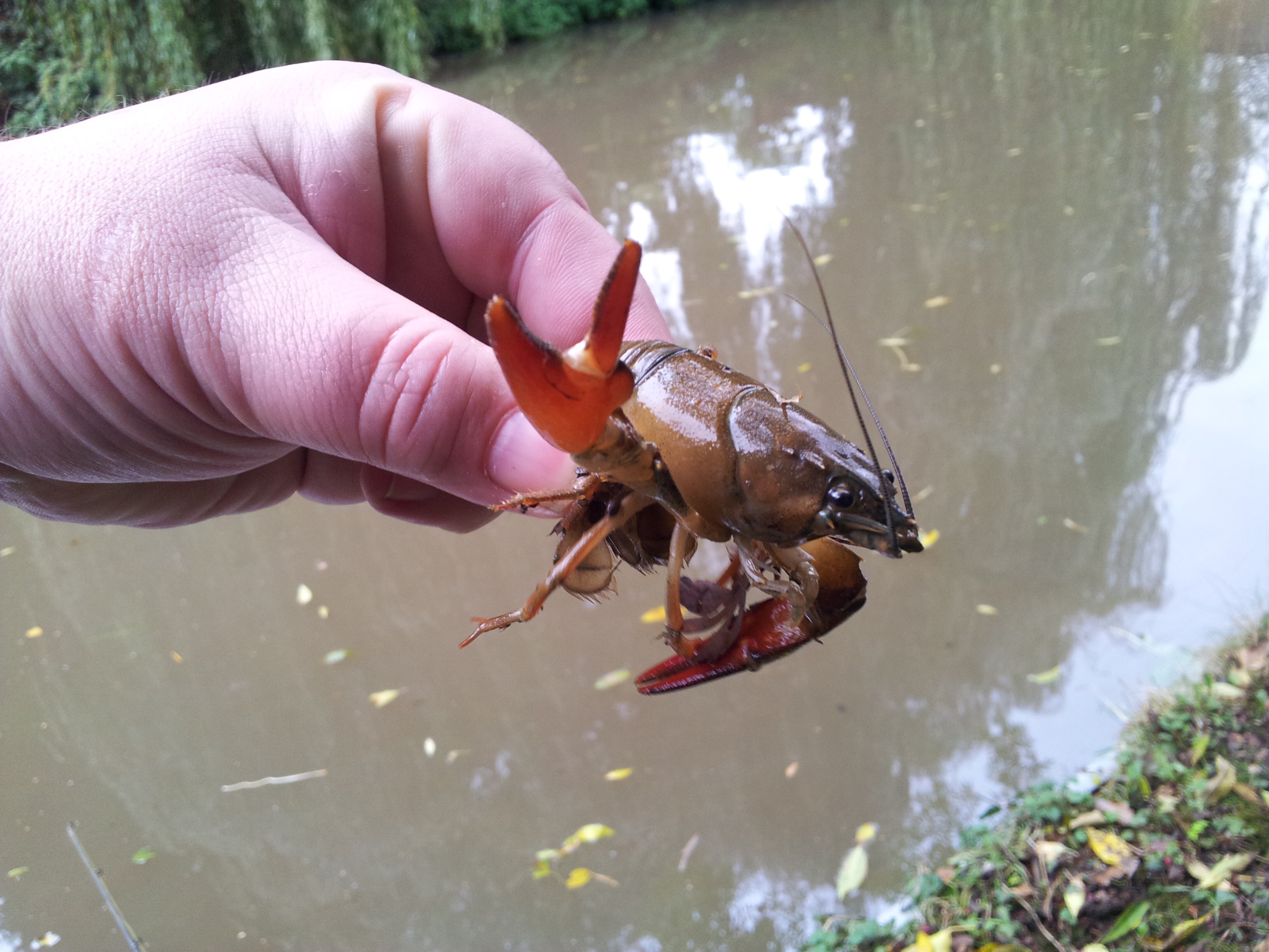 Signal crayfish an anglers enemy?
