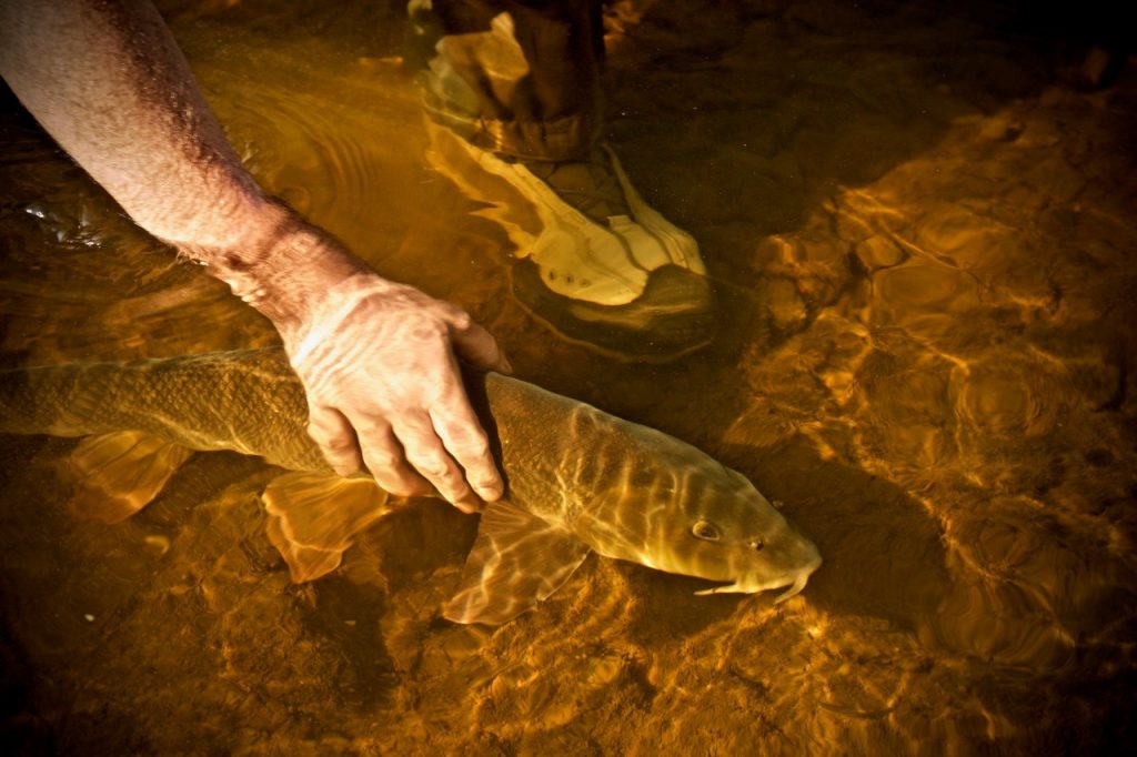 Barbel-Hot-weather-fishing-1024x682.jpg