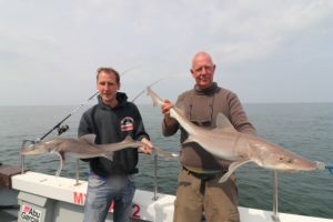 My-Way-2-Smoothhound-1-300x200.jpg