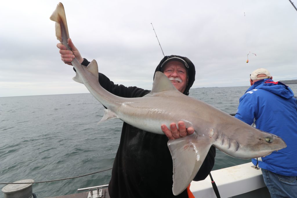 My-Way-2-Smoothhound-6-1024x683.jpg