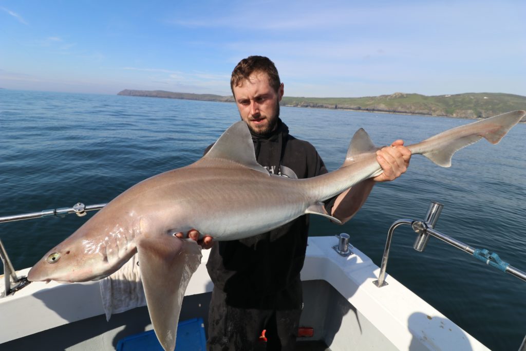 My-Way-2-Smoothhound-8-1024x683.jpg